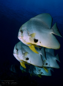 Philippines 2023 - Tubbataha - DSC07340  Longfin spadefish - Platax à longues nageoires  Platax teira